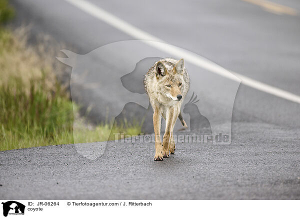 Kojote / coyote / JR-06264