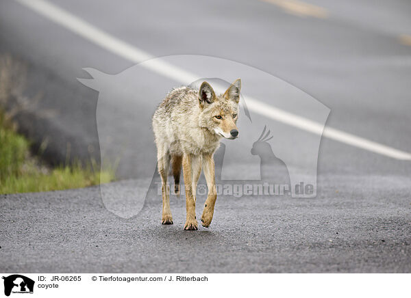 coyote / JR-06265