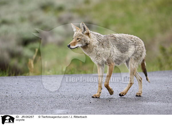 coyote / JR-06267