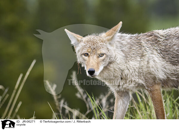 coyote / JR-06271