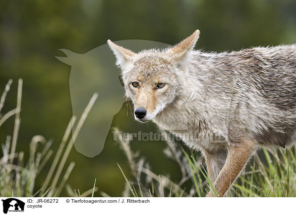 coyote / JR-06272