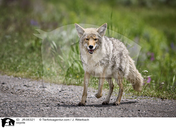 coyote / JR-06321