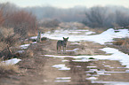 coyotes