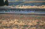 coyote and sandhill cranes