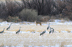coyote and sandhill cranes
