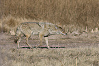 coyote