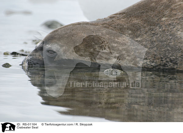 Crabeater Seal / RS-01164