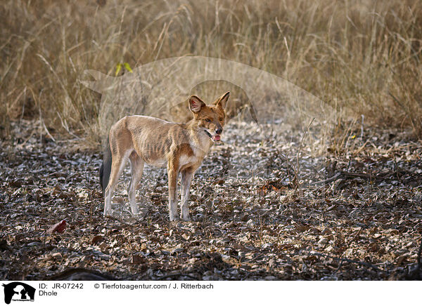 Rothund / Dhole / JR-07242