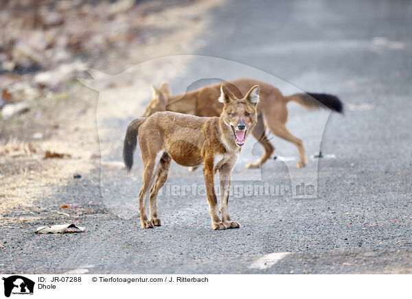 Rothund / Dhole / JR-07288