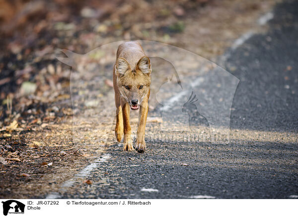Rothund / Dhole / JR-07292