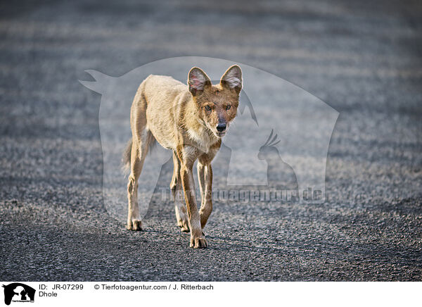 Rothund / Dhole / JR-07299