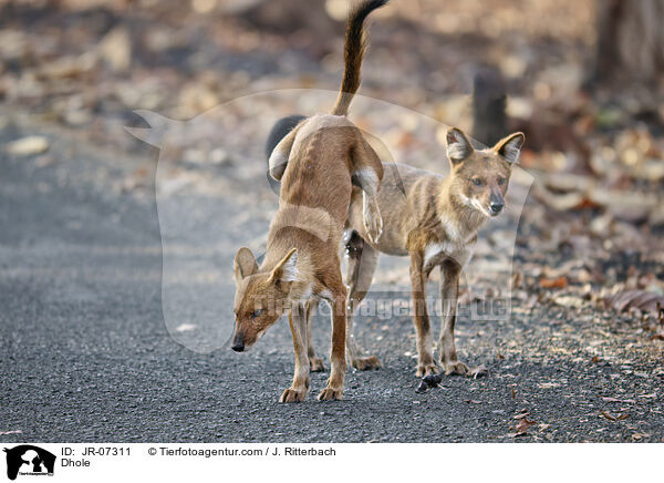 Rothund / Dhole / JR-07311