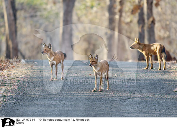 Rothund / Dhole / JR-07314