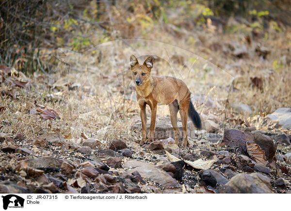 Rothund / Dhole / JR-07315