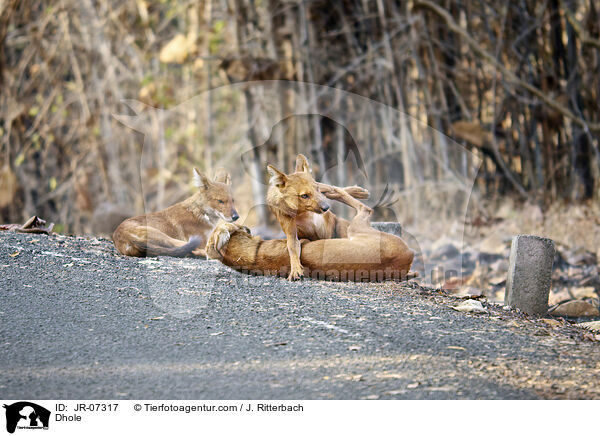 Rothund / Dhole / JR-07317