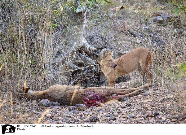Rothund / Dhole / JR-07341