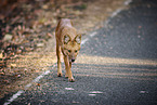 Dhole