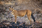 Dhole