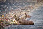 Dhole