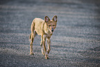 Dhole