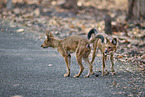 Dhole