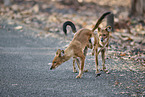 Dhole
