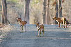 Dhole