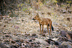 Dhole