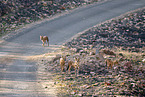 Dhole