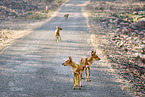 Dhole
