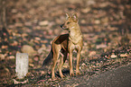 Dhole