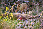 Dhole