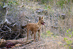 Dhole