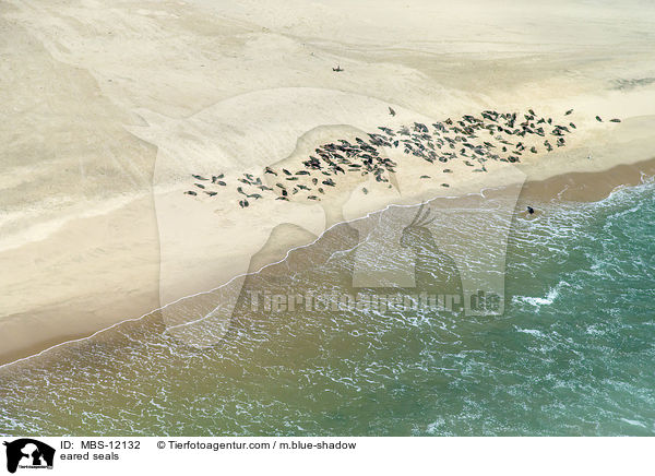 eared seals / MBS-12132