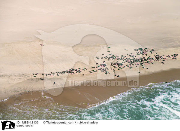 Ohrenrobben / eared seals / MBS-12133