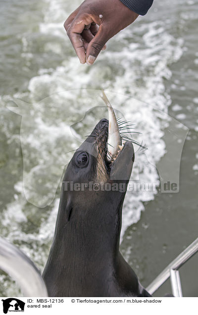 Ohrenrobbe / eared seal / MBS-12136