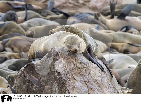 Ohrenrobben / eared seals / MBS-12139