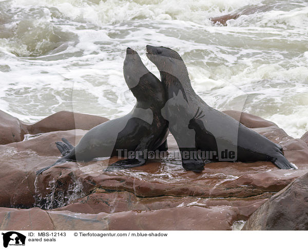 Ohrenrobben / eared seals / MBS-12143