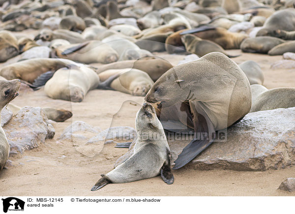 eared seals / MBS-12145