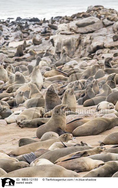 eared seals / MBS-12150