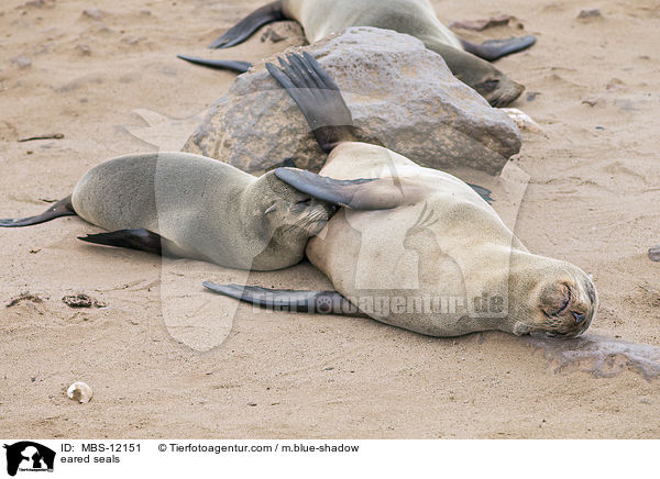 Ohrenrobben / eared seals / MBS-12151