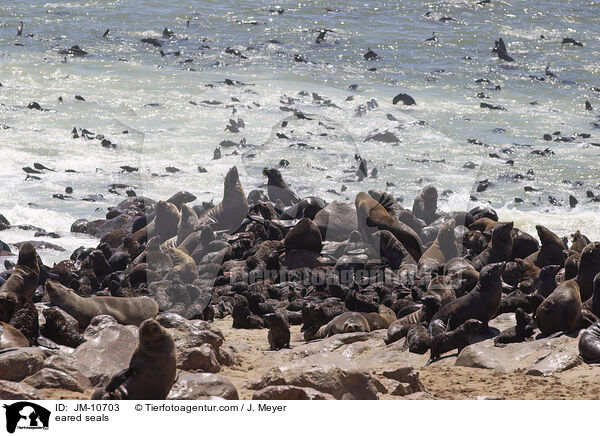 eared seals / JM-10703