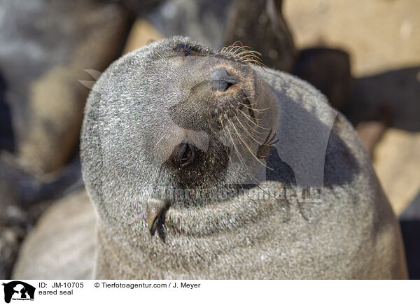 eared seal / JM-10705