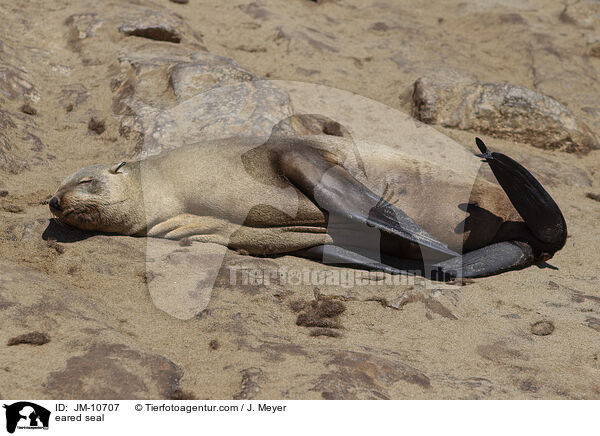 Ohrenrobbe / eared seal / JM-10707