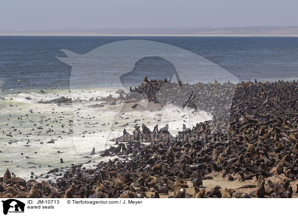 Ohrenrobben / eared seals / JM-10713