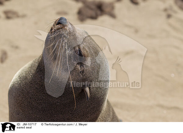 Ohrenrobbe / eared seal / JM-10717