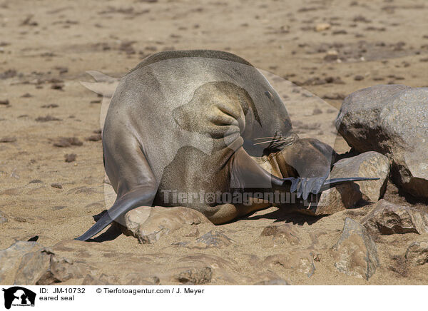 Ohrenrobbe / eared seal / JM-10732