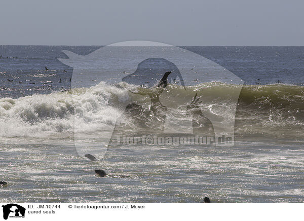 Ohrenrobben / eared seals / JM-10744