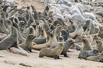 eared seals