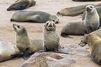 eared seals